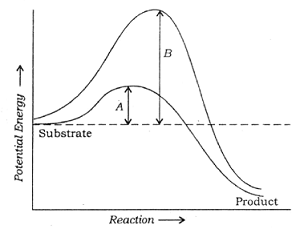 graph on exothermic reaction
