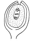 sectional view of a type of ovule